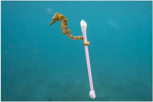 Seahorse with Q-tip